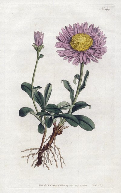阿尔卑斯山紫苑或阿尔卑斯山皇后菊--西登纳姆-爱德华兹（1768-1819）的石版画，来自威廉-柯蒂斯的植物杂志（1746-1799）。 作者 西德纳姆·泰斯特·爱德华兹
