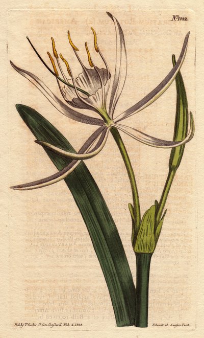 开着芳香的白色花朵的美洲大戟。Pancratium rotatum.Hand colored copperplate engraving from a botanical illustration by Sydenham Edwards from William Curtis