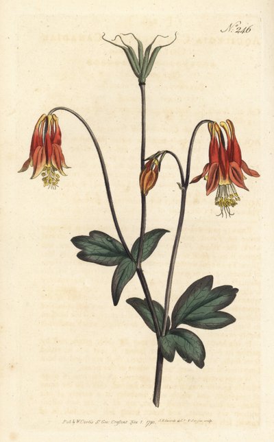 Ancolia du Canada - 加拿大耧豚草。Aquilegia canadensis。Sansom根据Sydenham Edwards的插图进行的手绘铜版画，伦敦William Curtis的植物学杂志。 作者 西德纳姆·泰斯特·爱德华兹
