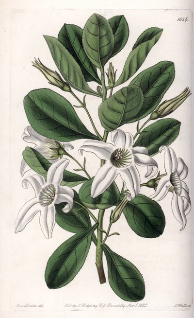 Anthocercis variete，原产于澳大利亚--图版由S.Watts雕刻，来自Sarah Anne Drake（1803-1857）的插图，出自英国Sydenham Edwards（1768-1819）的植物学登记册。 作者 西德纳姆·泰斯特·爱德华兹