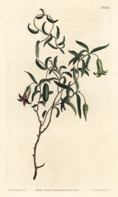 苹果浆果或多变的花比拉迪拉 (Billardiera mutabilis) - 由 F. Sansom Jr. 手工彩色铜版雕刻，由来自伦敦 T. Curtis 威廉柯蒂斯植物学杂志的 Sydenham Edwards 绘制 作者 西德纳姆·泰斯特·爱德华兹