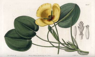 水生罂粟--S.Watts雕刻的图版，出自莎拉-安妮-德雷克（1803-1857）的插图，出自英国西登纳姆-爱德华兹（1768-1819）的《植物志》。 作者 西德纳姆·泰斯特·爱德华兹