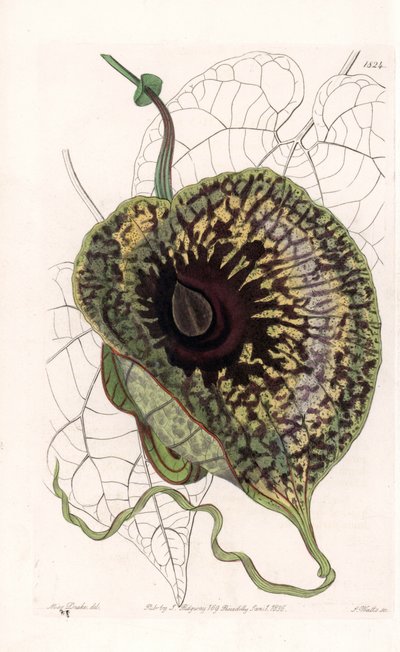 Aristoloche Variete - S.Watts雕刻的图版，出自Sarah Anne Drake（1803-1857）的插图，出自英国Sydenham Edwards（1768-1819）的植物学登记册。 作者 西德纳姆·泰斯特·爱德华兹