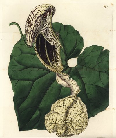 Aristoloche variete - 船花紫草，Aristolochia cymbifera。 S. Watts 手绘铜版画，由来自伦敦里奇韦 Sydenham Edwards