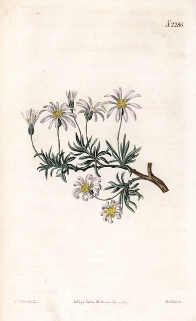 Aster acre - 灌木紫菀，Felicia fruticosa (Shrubby starwort, Aster fruticulosus)。韦德尔根据塞登纳姆-爱德华兹的插图进行的手绘铜版画，出自塞缪尔-柯蒂斯的 "植物学杂志"，伦敦 作者 西德纳姆·泰斯特·爱德华兹