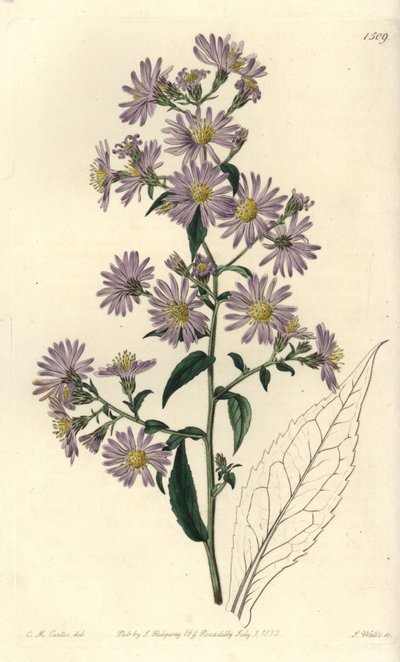 Aster variete - Panicled aster, Symphyotrichum lanceolatum (Pallid aster, Aster pallens) 。S. Watts根据Charles M Curtis的插图进行的手绘铜版画，出自伦敦Ridgeway的Sydenham Edwards的植物志。 作者 西德纳姆·泰斯特·爱德华兹