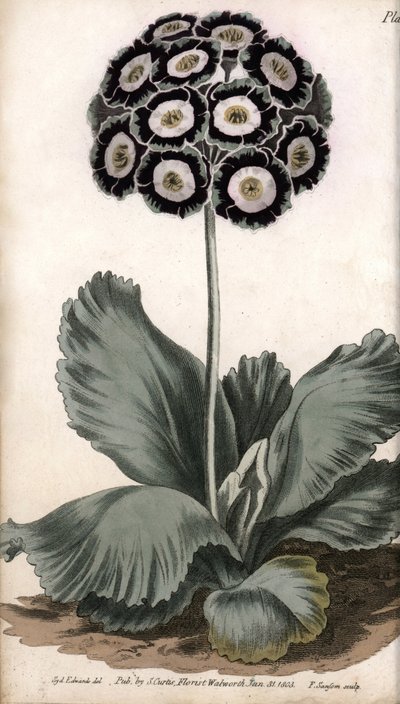 耳朵或熊耳。彩色铜版画，由Sydenham Edwards（1768-1819）为兰贝斯植物园（英国）的植物学会议提供的插图。 作者 西德纳姆·泰斯特·爱德华兹