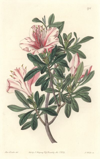Azalee of Florists - S. Watts Strong Water 来自植物名录的 Sarah Anne Drake (1803-1857) 插图 作者 Sydenham Teast Edwards