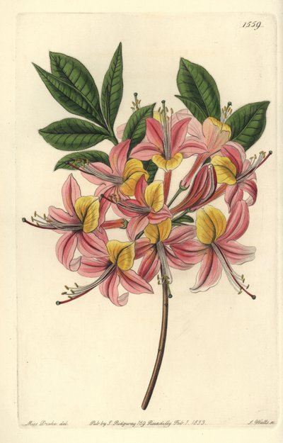 Azalee pontic yellow - 黄色杜鹃花，Rhododendron luteum（可改变的Pontic杜鹃花，Azalea pontica versicolor）。S. Watts根据Sydenham Edwards《植物志》中Sarah Drake小姐的插图进行的手绘铜版画，Ridgeway，L 作者 西德纳姆·泰斯特·爱德华兹