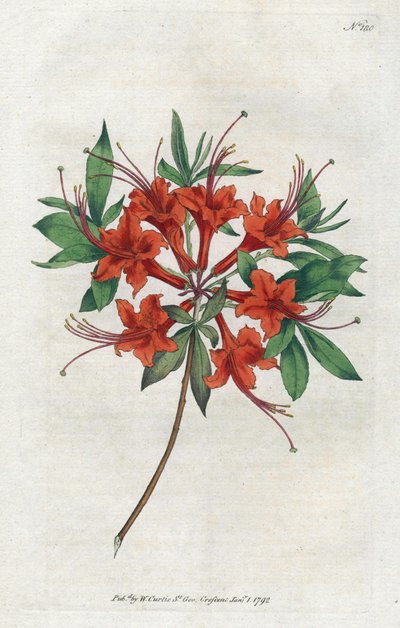 裸花杜鹃花 (Rhododendron periclymenoides) - Sydenham Edwards (1768-1819) 的平版印刷术，William Curtis (1746-1799) 植物学杂志的版画 作者 西德纳姆·泰斯特·爱德华兹