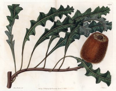 Banksia gardneri，澳大利亚植物--由S.Watts雕刻，来自Sarah Anne Drake（1803-1857）的插图，来自英国Sydenham Edwards（1768-1819）的植物学记录。 作者 西德纳姆·泰斯特·爱德华兹