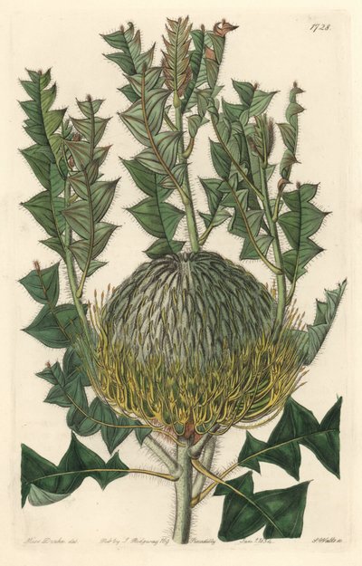 Banksia speciosa，原产于澳大利亚--S. Watts strong water，来自Sarah Anne Drake（1803-1857）的插图，出自《植物志》。 作者 西德纳姆·泰斯特·爱德华兹