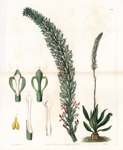 Belle sauroglossum - S.Watts雕刻的图版，来自Sarah Anne Drake（1803-1857）的插图，出自英国Sydenham Edwards（1768-1819）的植物学记录。 作者 西德纳姆·泰斯特·爱德华兹