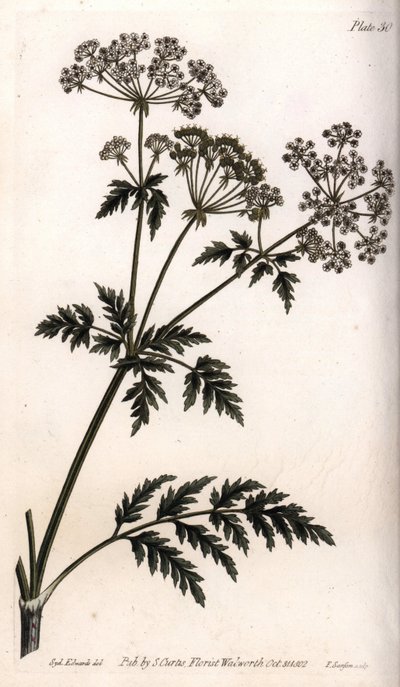 大铁杉。彩色铜版画，由Sydenham Edwards（1768-1819）为兰贝斯植物园（英国）植物学会议绘制的插图。 作者 西德纳姆·泰斯特·爱德华兹