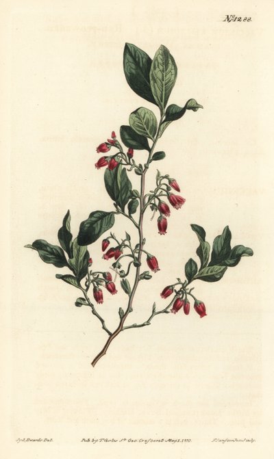 Black huckleberry, Gaylussacia baccata (Red-flowered clammy whortle-berry, Vaccinium resinosum) - F. Sansom Jr.根据Sydenham Edwards的插图进行的手绘铜版画，出自William Curtis的植物学杂志，T. Curtis, 伦敦 作者 西德纳姆·泰斯特·爱德华兹