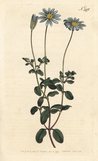 蓝色包装，Felicie，Cape Margarita或Cape Aster--蓝色雏菊，Felicia amelloides（蓝花翠菊或海角翠菊，Cineraria amelloides）--Sansom根据Sydenham Edwards rom William Curtis的插图进行的手工彩色铜版画。 作者 西德纳姆·泰斯特·爱德华兹