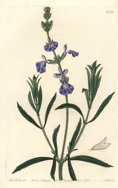 蓝鼠尾草--草原鼠尾草，Salvia azurea（狭叶鼠尾草，Salvia angustifolia）。S. Watts根据莎拉-德雷克小姐的插图进行的手绘铜版画，出自伦敦Ridgeway的Sydenham Edwards《植物志》。 作者 西德纳姆·泰斯特·爱德华兹