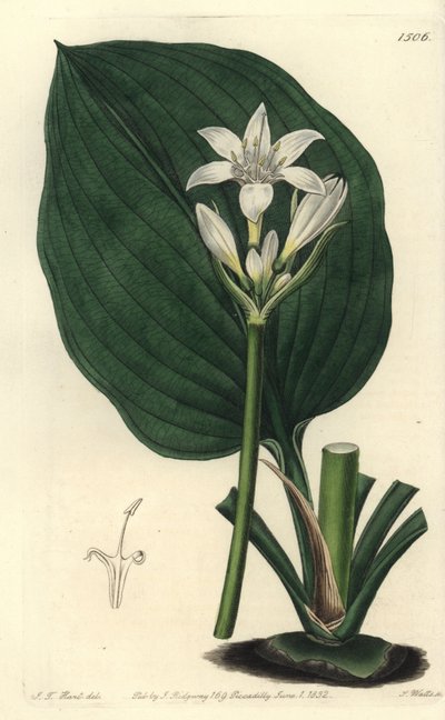 布里斯班百合，Proiphys cunninghamii (Mr. Cunningham