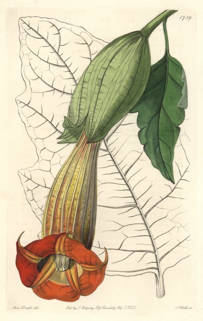 Brugmansia ecarlate 或 trumpet of angels ecarlate，原产于南美洲 - S. Watts 的强水，来自 Sarah Anne Drake (1803-1857) 的插图，来自 Botanical Register 作者 西德纳姆·泰斯特·爱德华兹
