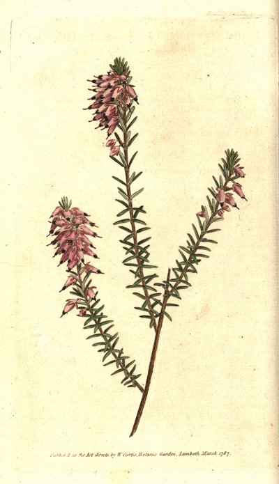 Bruyere carnee, Bruyere colour of flesh, Bruyere of the snow or Bruyere of the Alps - Herbaceous heath, Erica herbacea.根据Sydenham Edwards的植物学插图进行的手绘铜版画，出自William Curtis的《植物学杂志》，Lambet。 作者 西德纳姆·泰斯特·爱德华兹