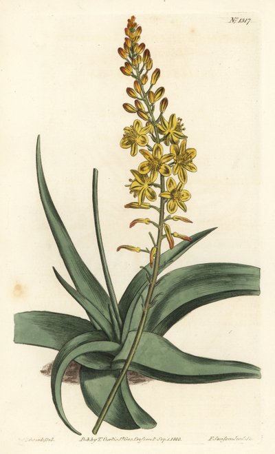 Bulbine variete - Bulbine alooides（Aloe-leaved anthericum，Anthericum alooides）。F. Sansom Jr.根据Sydenham Edwards的插图进行的手绘铜版画，出自William Curtis的植物学杂志，T. Curtis，伦敦 作者 西德纳姆·泰斯特·爱德华兹
