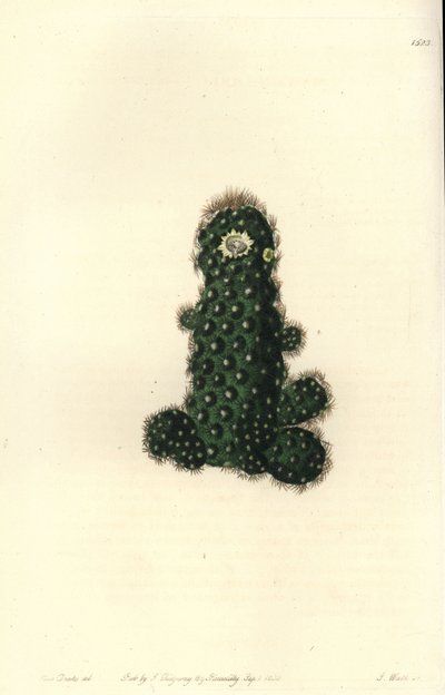 仙人掌（Taper mammillaria，Mammillaria tenuis）。 S. Watts 手绘铜版画，由来自伦敦里奇韦 Sydenham Edwards