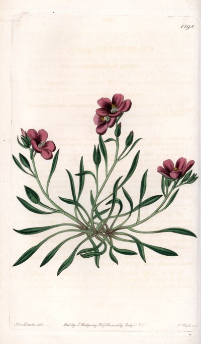 Calandrinia variete，原产于美洲--图版由S.Watts雕刻，出自Sarah Anne Drake（1803-1857）的插图，出自英国Sydenham Edwards（1768-1819）的植物学登记册。 作者 西德纳姆·泰斯特·爱德华兹