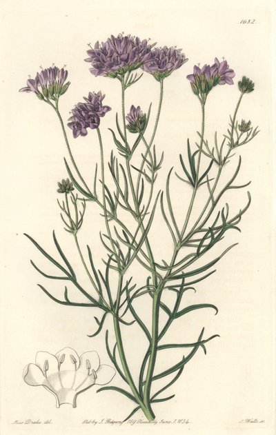 California Gilia - S. Watts Strong Water 来自植物登记册的莎拉·安妮·德雷克 (1803-1857) 的插图 作者 西德纳姆·泰斯特·爱德华兹