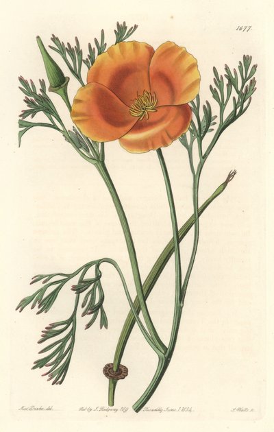 加州罂粟或美国罂粟--S. Watts strong water，来自Sarah Anne Drake（1803-1857）的插图，出自《植物志》。 作者 西德纳姆·泰斯特·爱德华兹