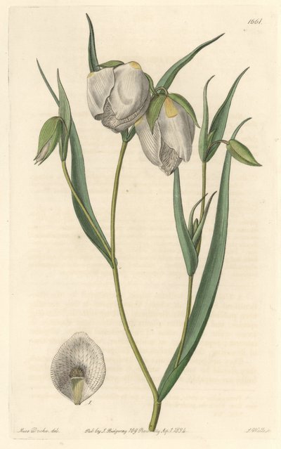 Calochorte（Mariposa）或白花环状花，原产于加利福尼亚--S. Watts强水，来自Sarah Anne Drake（1803-1857）的插图，出自《植物志》。 作者 西德纳姆·泰斯特·爱德华兹