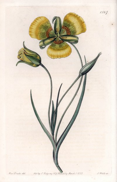 Calochortus有大的黄色花朵--S.Watts的刻板，来自Sarah Anne Drake（1803-1857）的插图，出自英国Sydenham Edwards（1768-1819）的植物学记录。 作者 西德纳姆·泰斯特·爱德华兹