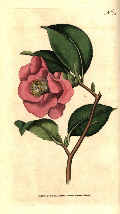 来自日本的山茶花--玫瑰山茶花，Camellia japonica。根据詹姆斯-索尔比的植物学插图手绘的铜版画，出自威廉-柯蒂斯的《植物学杂志》，伦敦兰贝斯沼泽。 作者 西德纳姆·泰斯特·爱德华兹
