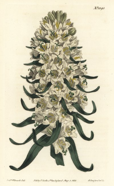 金钟花有美丽的花朵--比利牛斯山钟花，Campanula speciosa（长刺钟花，Campanula thyrsoidea）。F. Sansom Jr.的手绘铜版画，根据William Curtis《植物学杂志》中Sydenham Edwards的插图绘制。 作者 西德纳姆·泰斯特·爱德华兹