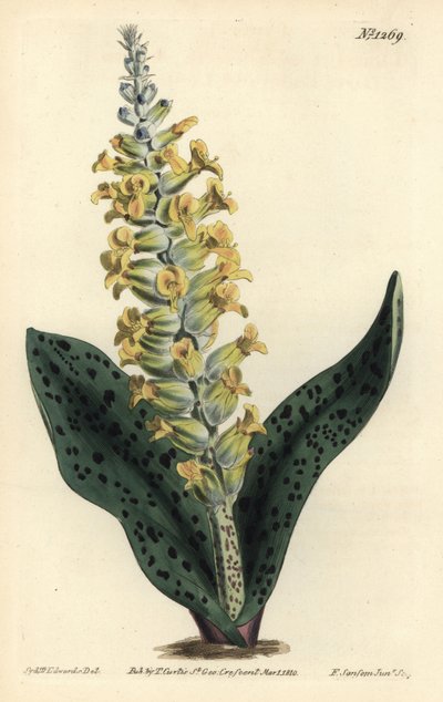 开普敦风信子（假兰花） - 斑叶兰花状的拉琴花，Lachenalia orchioides。F. Sansom Jr.根据Sydenham Edwards的插图进行的手绘铜版画，出自William Curtis的植物学杂志，T. Curtis，伦敦 作者 西德纳姆·泰斯特·爱德华兹