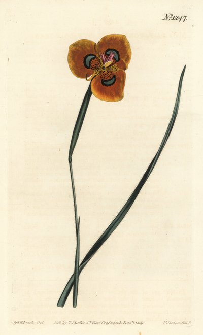郁金香角--橙色的moraea，Moraea tulbaghensis（Moraea pavonia）。F. Sansom Jr.根据Sydenham Edwards的插图进行的手绘铜版画，出自William Curtis的植物学杂志，T. Curtis，伦敦 作者 西德纳姆·泰斯特·爱德华兹