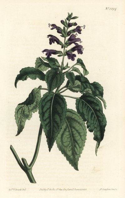 加勒比鼠尾草 - Salvia lamiifolia（紫花鼠尾草，Salvia amoena）。F. Sansom Jr.根据Sydenham Edwards的插图进行的手绘铜版画，出自William Curtis的植物杂志，T. Curtis，伦敦 作者 西德纳姆·泰斯特·爱德华兹