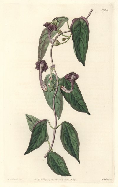 Ceropegia elegant，原产于印度--S. Watts根据Sarah Anne Drake（1803-1857）的插图创作的强水，来自《植物志》。 作者 西德纳姆·泰斯特·爱德华兹