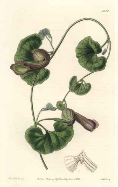 智利的阿里斯托切或狐狸耳朵--S. Watts Strong Water，来自Sarah Anne Drake（1803-1857）的插图，来自《植物志》。 作者 西德纳姆·泰斯特·爱德华兹