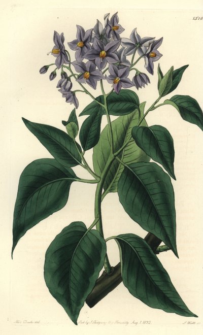 智利的马铃薯树或卷曲叶子的茄子。S. Watts根据Sydenham Edwards《植物志》中Sarah Drake小姐的插图进行的手绘铜版画，伦敦Ridgeway。 作者 西德纳姆·泰斯特·爱德华兹