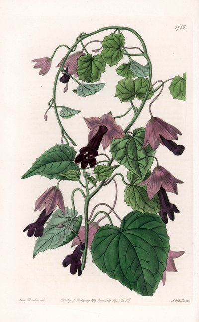 中国帽子 - S.Watts 雕刻的铭牌，来自 Sarah Anne Drake (1803-1857) 的插图，来自英国 Sydenham Edwards (1768-1819) 的植物名录 作者 西德纳姆·泰斯特·爱德华兹