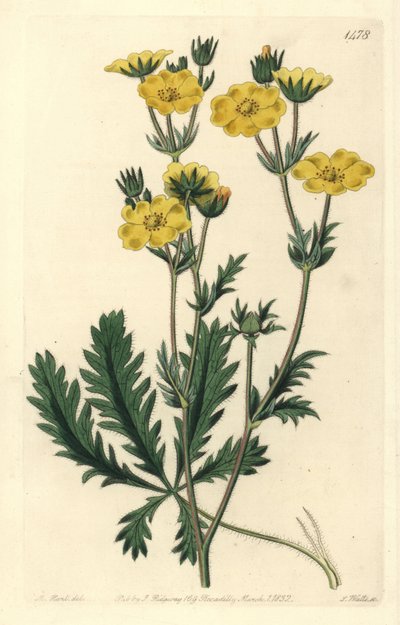 Cinquefoil Dressee - 锯齿状的 cinquefoil，Potentilla laciniosa。 来自伦敦里奇韦 Sydenham Edwards