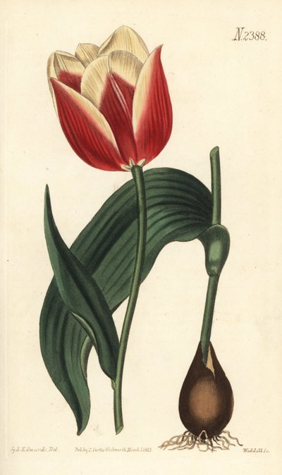 克拉蒙德郁金香，Tulipa suaveolens var. latifolia。Weddell根据Sydenham Edwards的植物插图进行的手绘铜版画，出自William Curtis的植物杂志，Samuel Curtis，伦敦 作者 西德纳姆·泰斯特·爱德华兹
