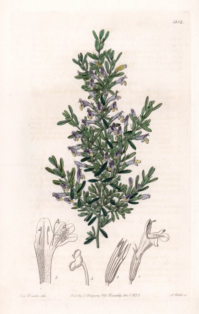 Clinopodium Variete - S.Watts雕刻的图版，来自Sarah Anne Drake（1803-1857）的插图，出自英国Sydenham Edwards（1768-1819）的植物学登记册。 作者 西德纳姆·泰斯特·爱德华兹