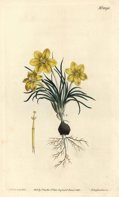 钟花， Moraea fugacissima (窄叶星系，Galaxia graminea)。 由 F. Sansom Jr. 手工彩色铜版雕刻，由来自伦敦 T. Curtis 威廉柯蒂斯植物学杂志的 Sydenham Edwards 绘制 作者 西德纳姆·泰斯特·爱德华兹