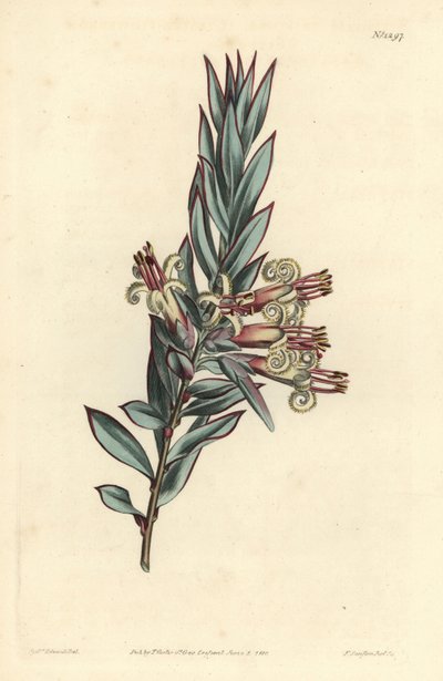 簇生花蕾，Styphelia triflora。F. Sansom Jr.根据Sydenham Edwards的插图进行的手绘铜版画，出自William Curtis的植物学杂志，T. Curtis，伦敦 作者 西德纳姆·泰斯特·爱德华兹