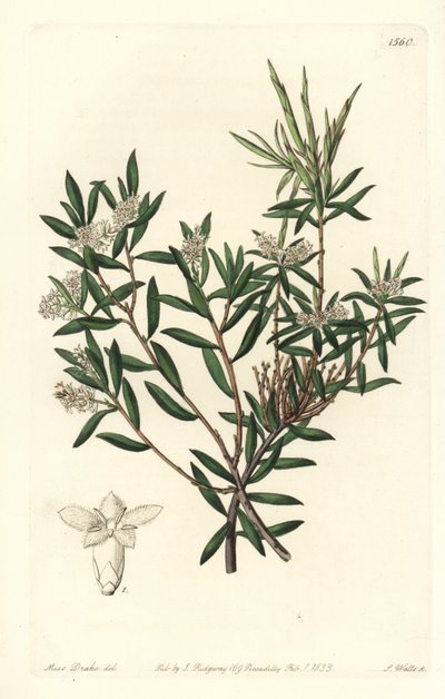 海岸胡麻或小花白胡子，Leucopogon parviflorus。S. Watts根据Sydenham Edwards的《植物志》中Sarah Drake小姐的插图进行的手绘铜版画，伦敦Ridgeway。 作者 西德纳姆·泰斯特·爱德华兹