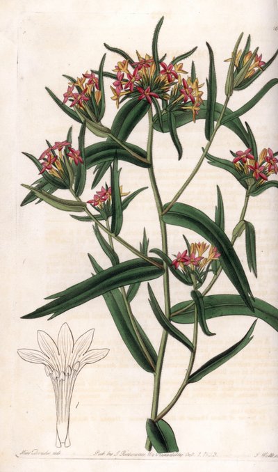 Collomia neon - S.Watts雕刻的图版，来自Sarah Anne Drake（1803-1857）的插图，出自英国Sydenham Edwards（1768-1819）的植物学登记册。 作者 西德纳姆·泰斯特·爱德华兹