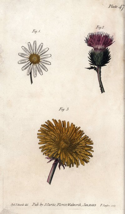 复合型花卉：前菜、驴皮蓟（或假的acanth onopordum）和蒲公英。彩色铜版画，由Sydenham Edwards（1768-1819）为兰贝斯植物园（英国）的植物学会议提供的插图。 作者 西德纳姆·泰斯特·爱德华兹