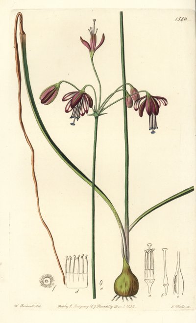 来自墨西哥的珊瑚或珊瑚滴 - 珊瑚滴，Bessera elegans (Hollow-leaved pharium, Pharium fistulosum)。 来自伦敦里奇韦 Sydenham Edwards