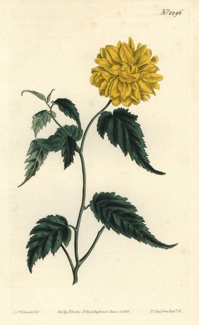 Corete du Japon - 双花日本玫瑰，Kerria japonica (Double-flowered Japan corchorus, Corchorus japonicus var. flore pleno) 。F. Sansom Jr.根据Sydenham Edwards从William Curtis的《Bot》中得到的插图进行的手绘铜版画。 作者 西德纳姆·泰斯特·爱德华兹